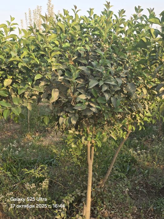 Чинор дарахт сотилади тошкент назарбекда