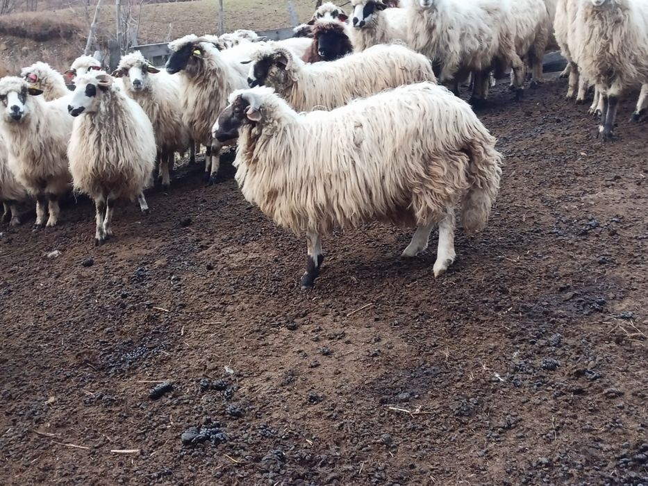 Berbecuț breaz de vânzare berbecuț breaz. Mai multe detalii la telefon