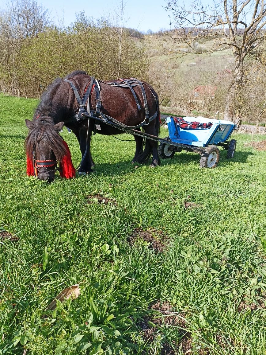 Vând poneita cu ham și caruta
