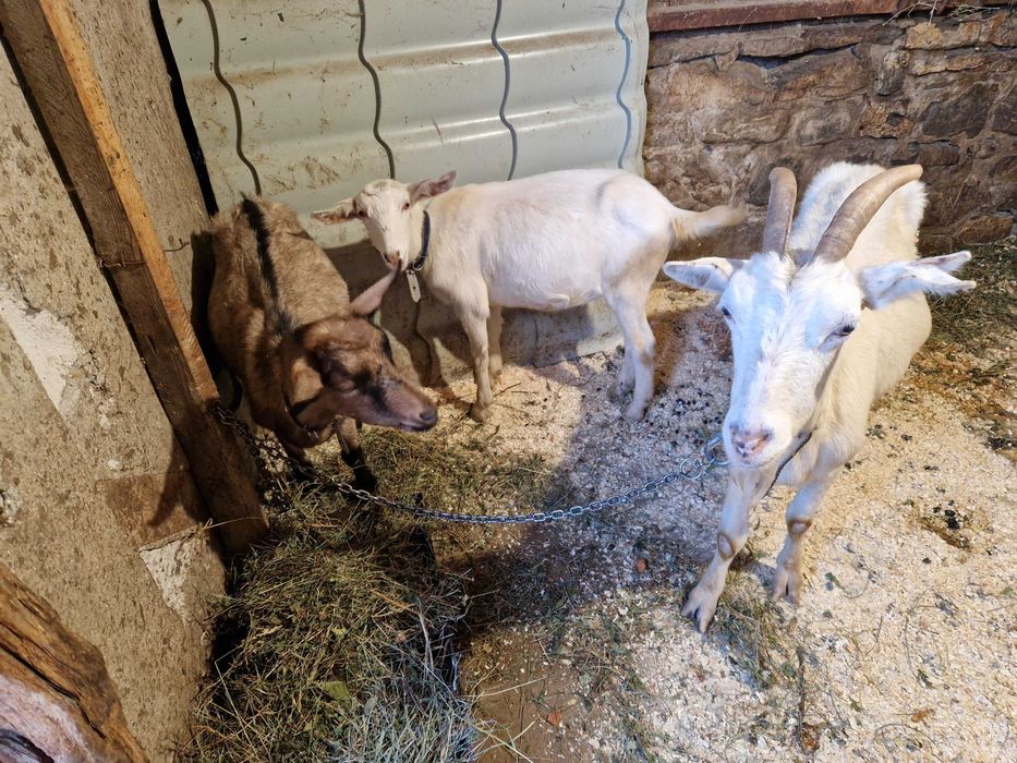 Vanzare capre de rasa