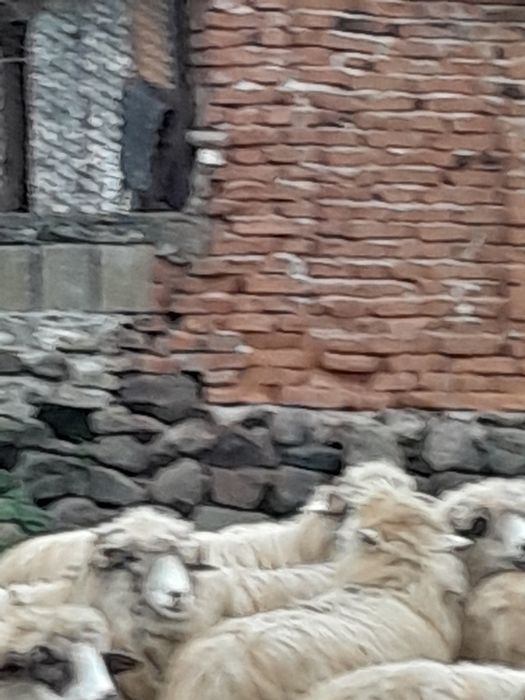 Vând oi capre  tinere