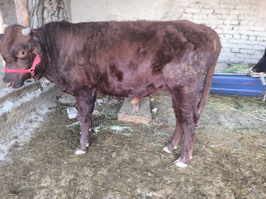 Buqa sotiladi endi 1 yosh bóldi