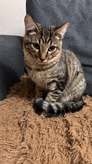 Маленький кот ищет дом