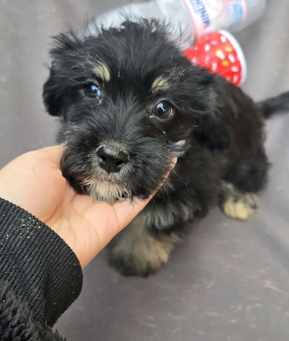 Donez pui câini talie mica - cățeluși