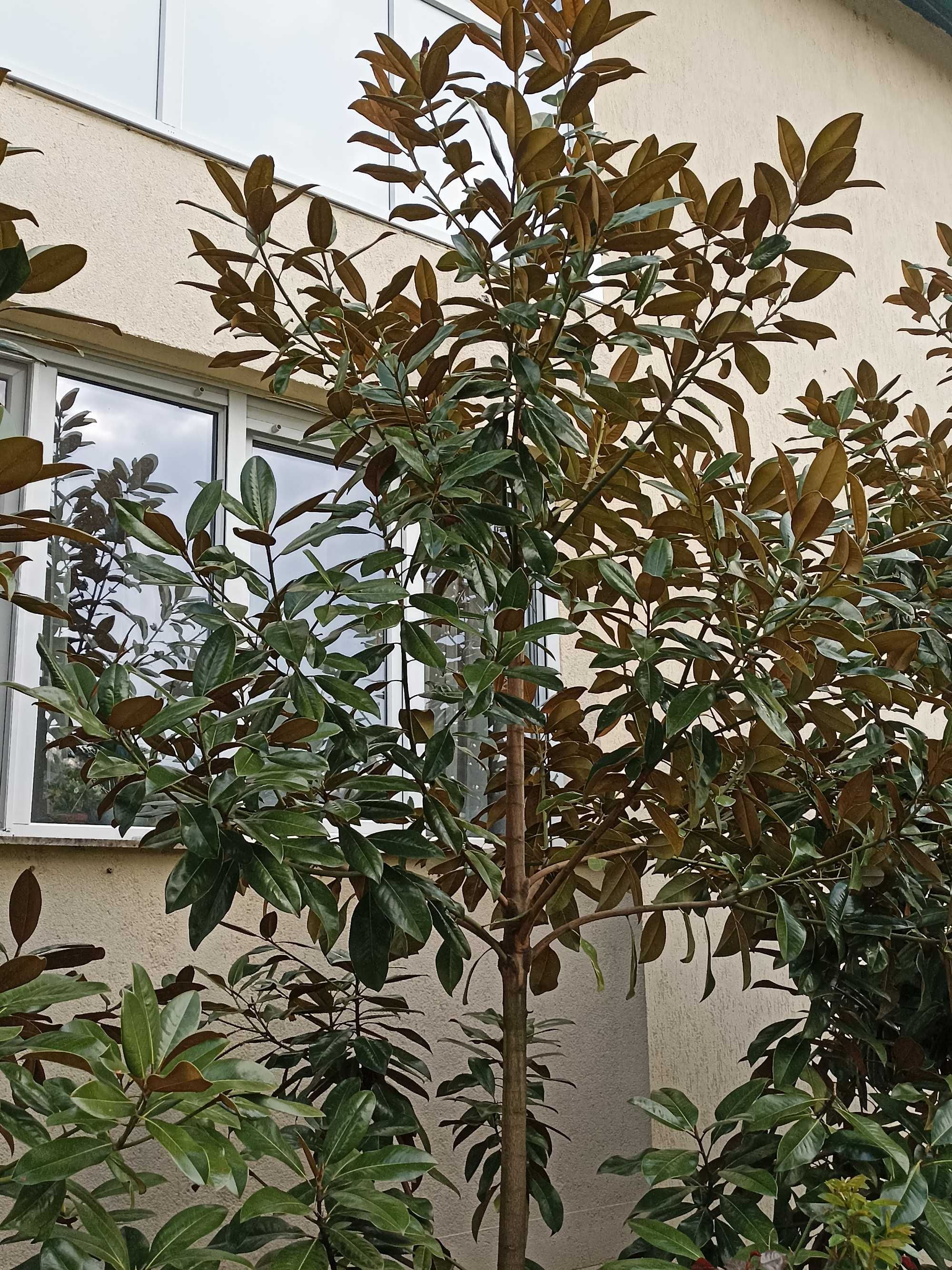 Magnolia gradiflora
