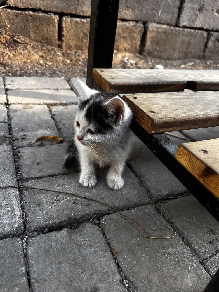 Отдам в дар котят!