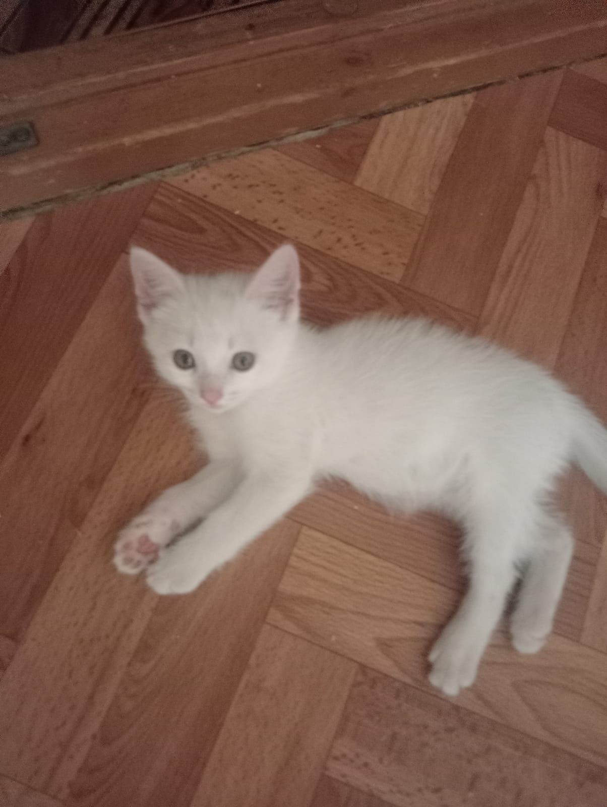 Котята бесплатно