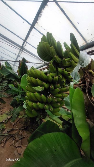 Banan ko’chat karalevskiy