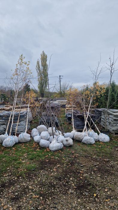 Copaci ornamentali platan mesteacăn tei