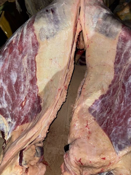 Мясо конина тай жабагы согым куздук