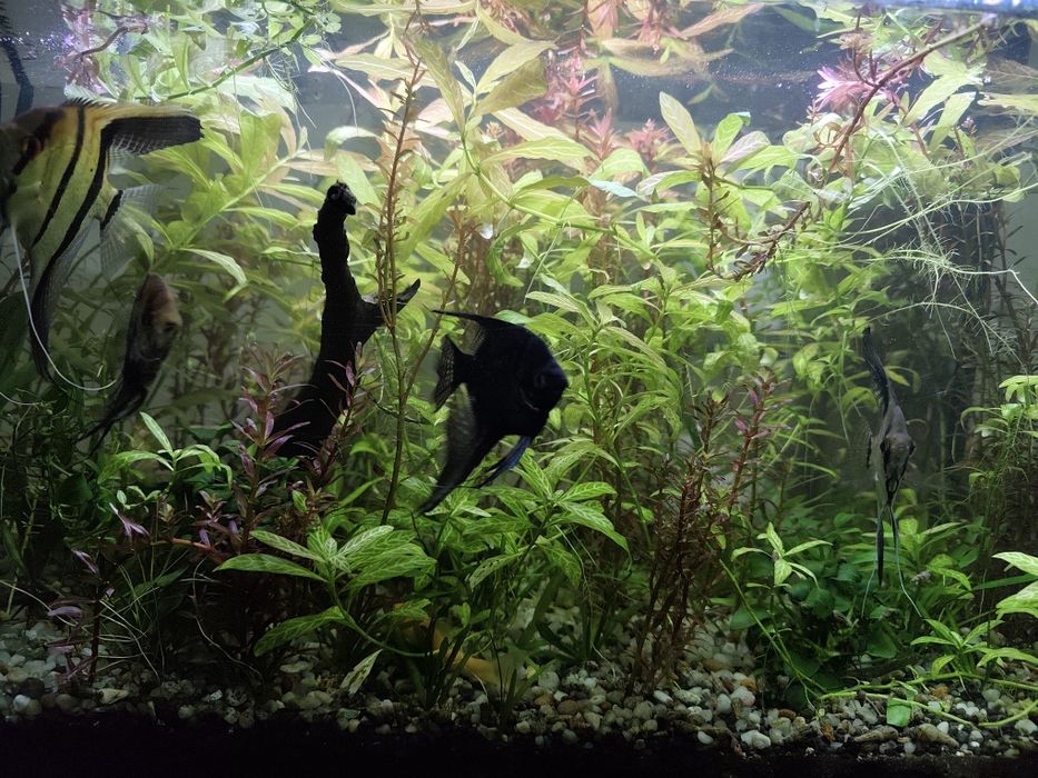 Vând 4 scalari sau schimb cu guppy