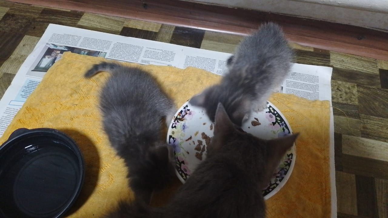 Отдам котят в хорошие руки