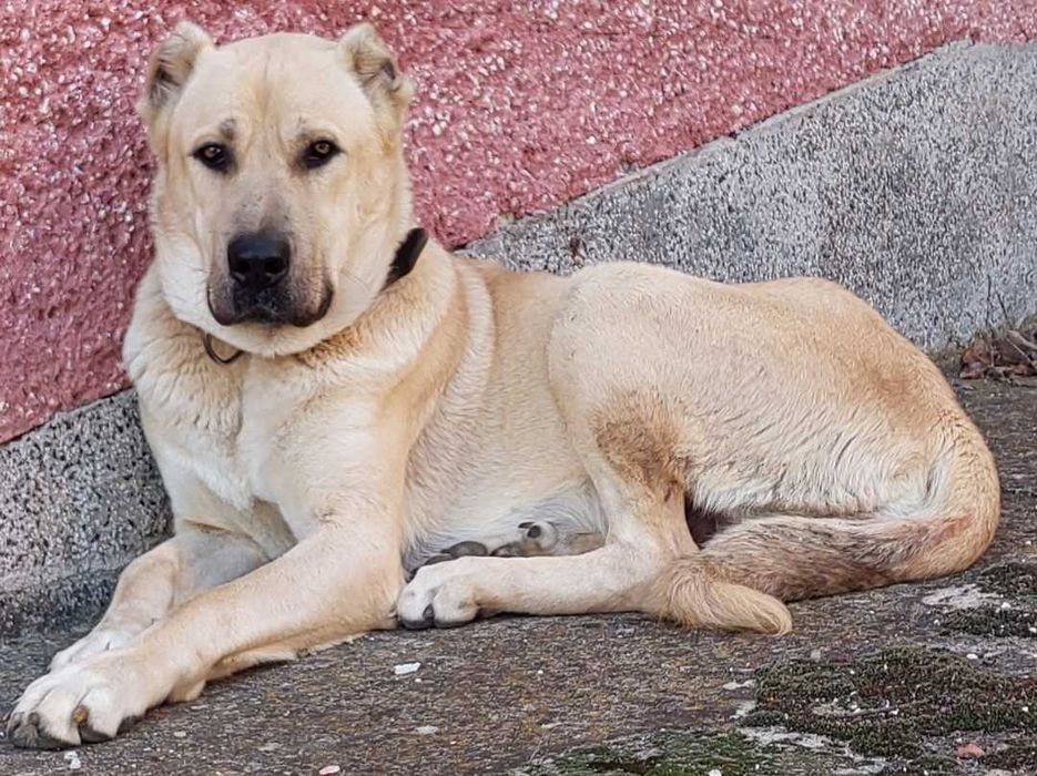 Продавам кученца порода- КАНГАЛ