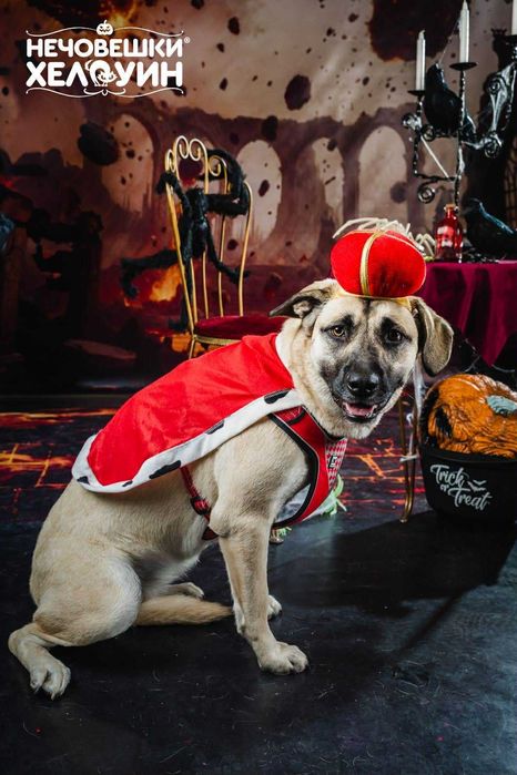 Подарявам младо женско куче