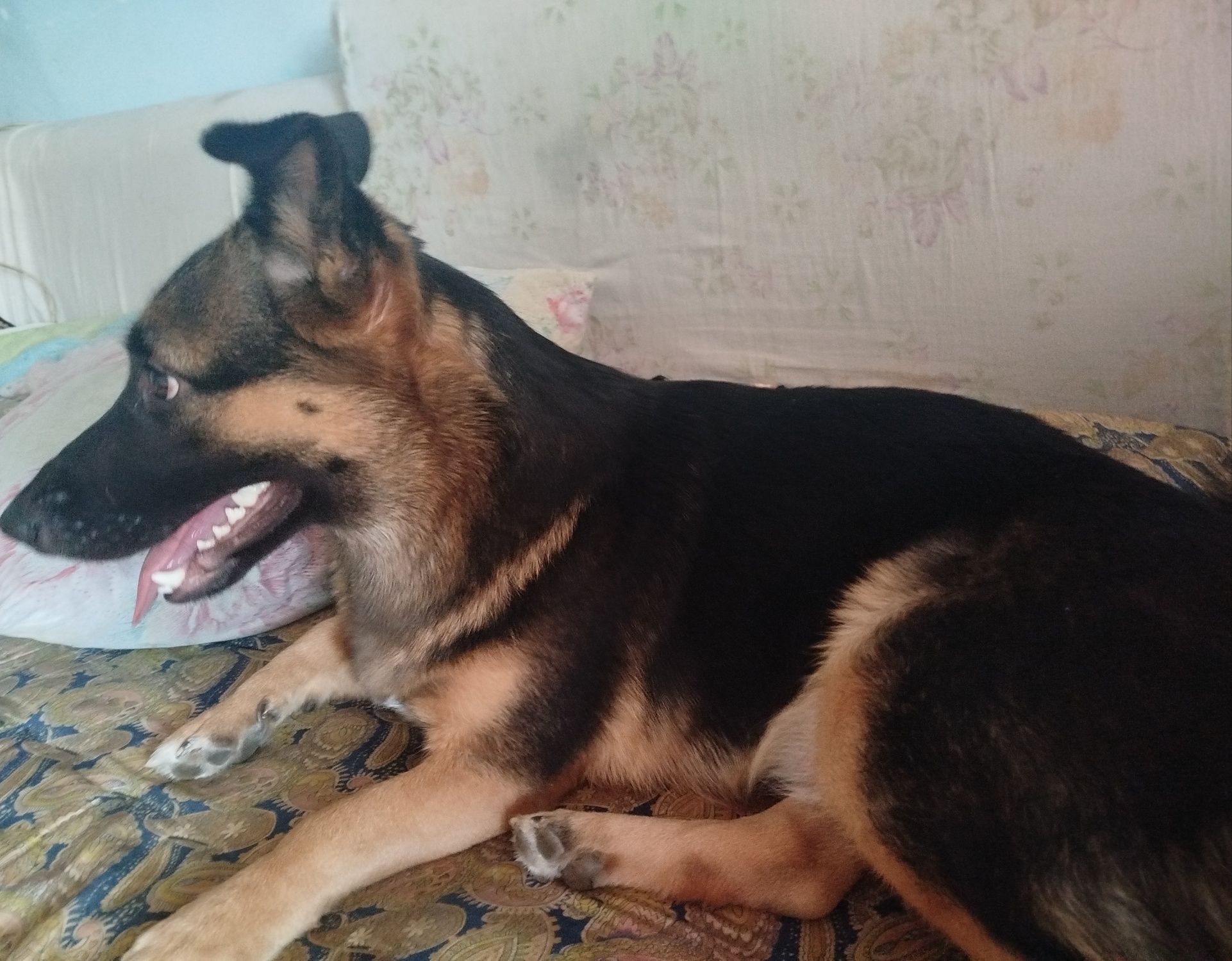 Срочно отдам сабаку