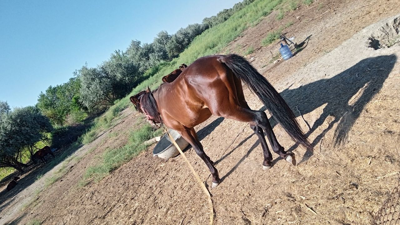 Qora bayir zotli erkak ot sotiladi