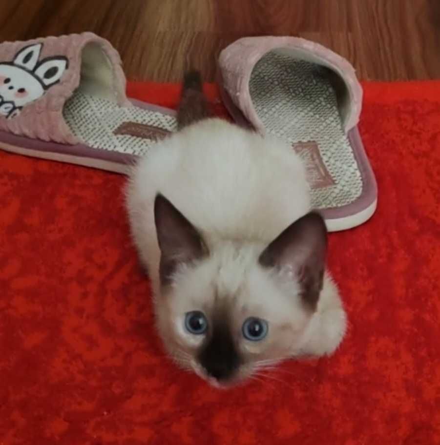 Сиамский котенок