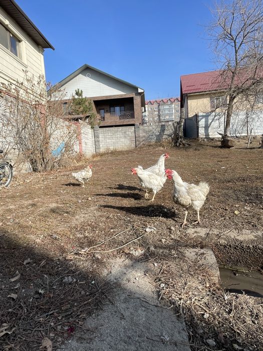 Продается 4 белых несушек и белый петух