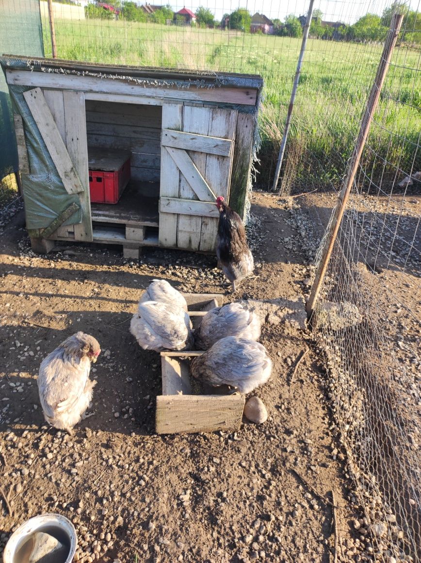 Vând găini araucana albastru