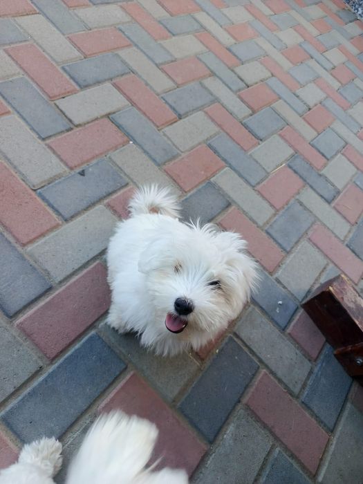 Vand bishon maltez ce așteaptă o căsuța noua