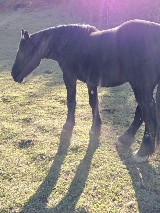 Vând mânza neagră de 2 ani