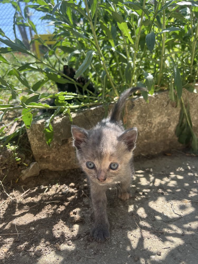 Подарявам котенца на 3 седмици