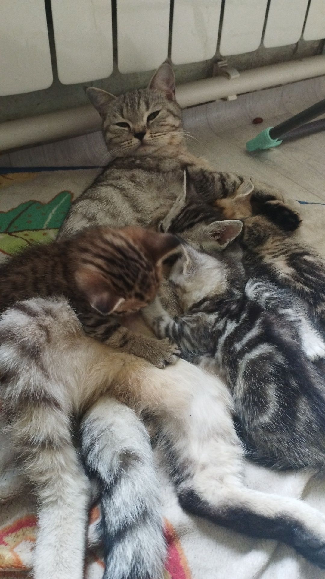 Отдам котят в добрые руки