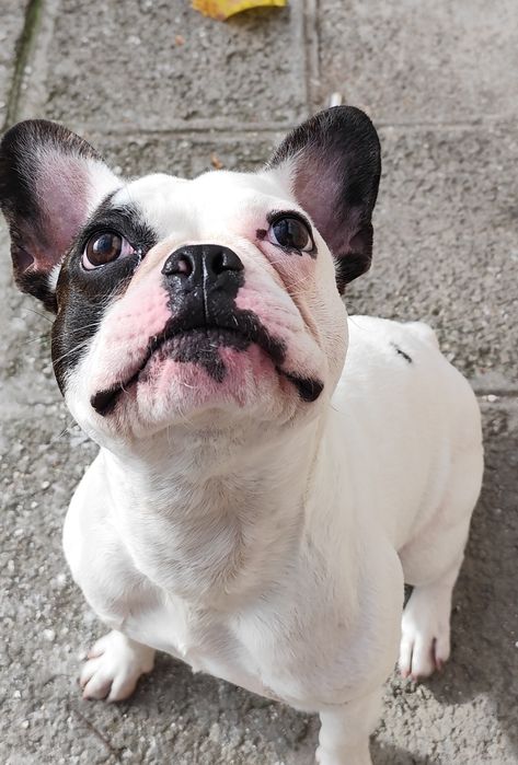 Френски булдог на име Джери