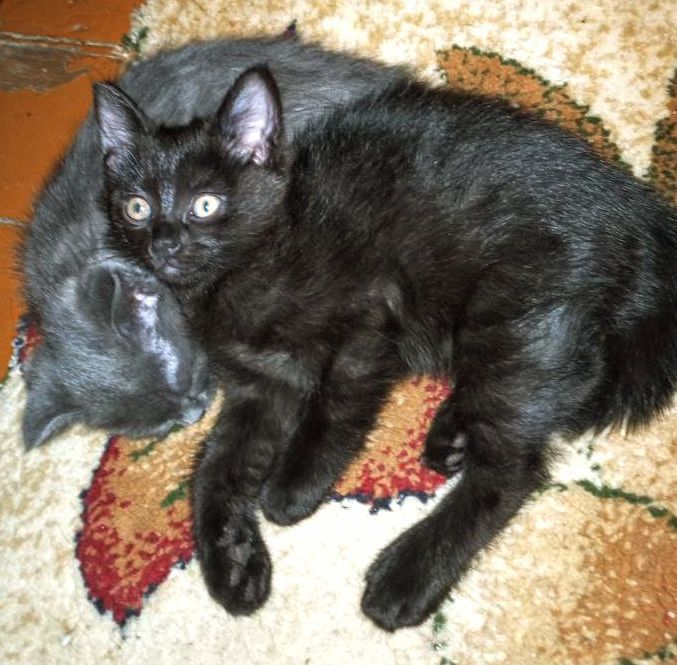 Отдам котенка в хорошие руки!