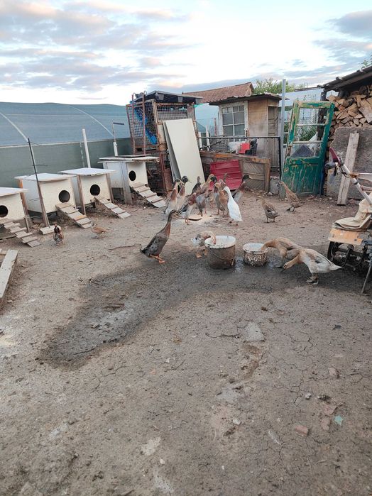 Rate indiene pereche