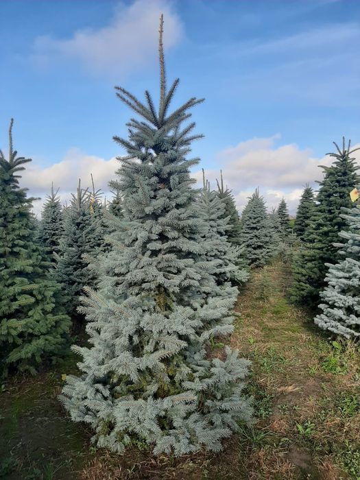 Vand mesteacăn arțar stejar tei platan frasin etc