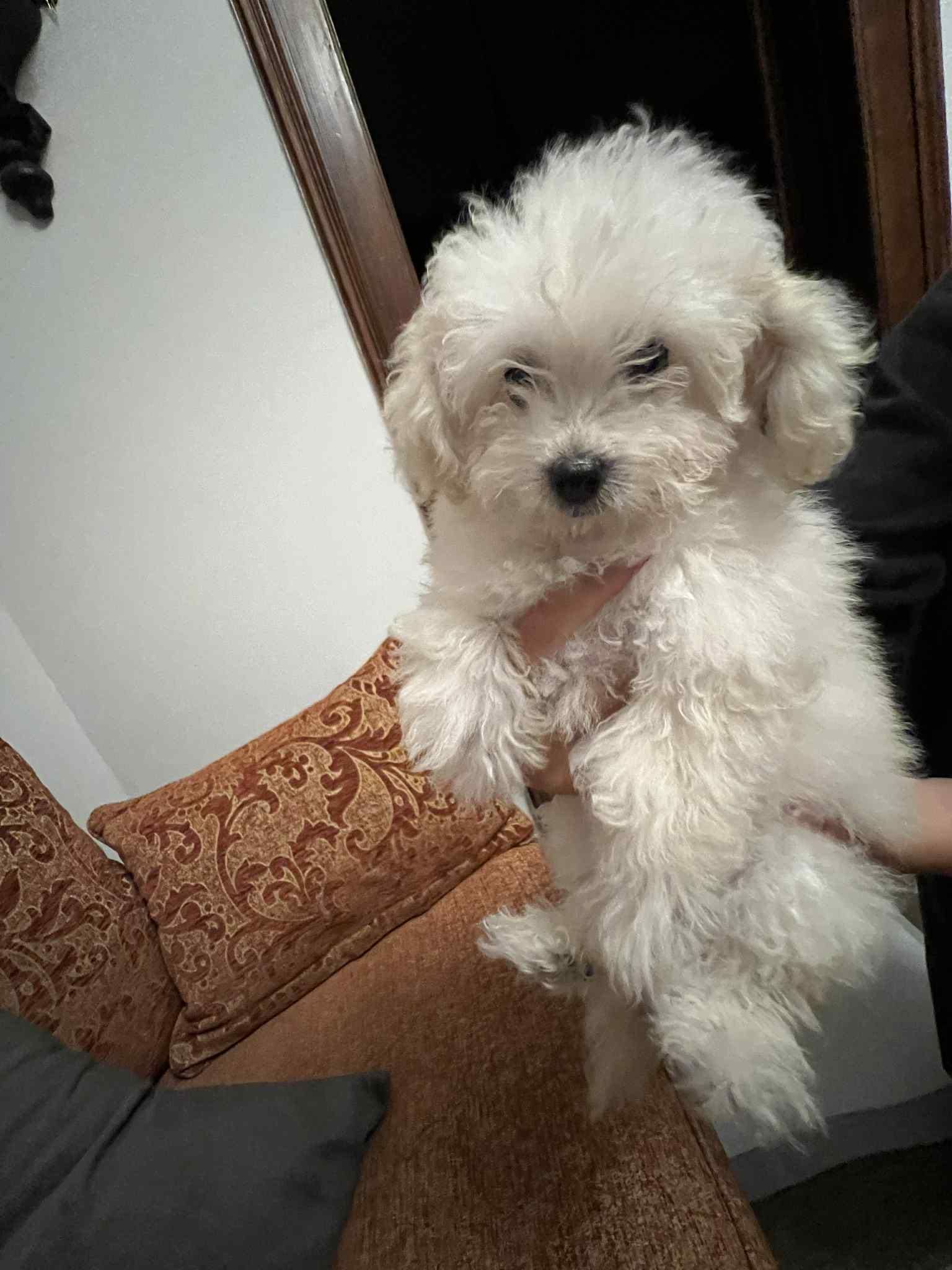 Toy Poodle ( Пудел Той )