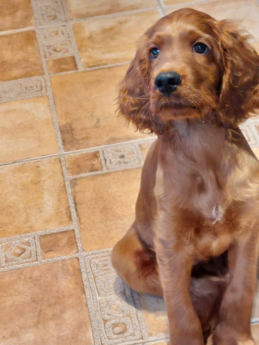 Vand catelus de setter irlandez rosu