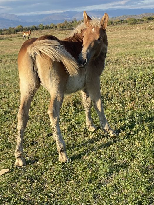 Manza disponibila !