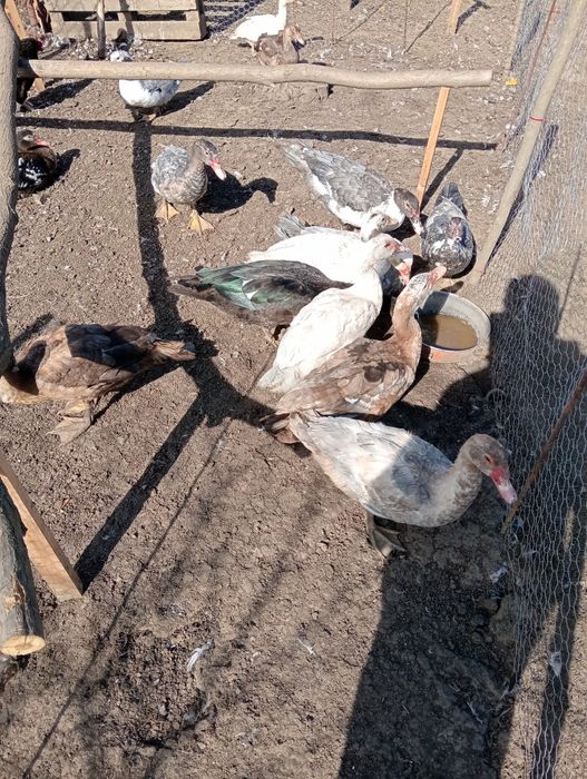 Vând rațe mute tinere