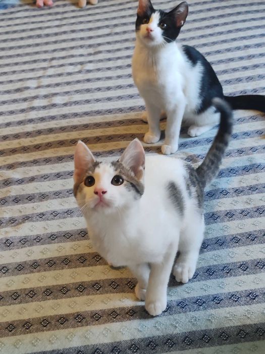 Motănei Superbi pt Adopție Responsabila!