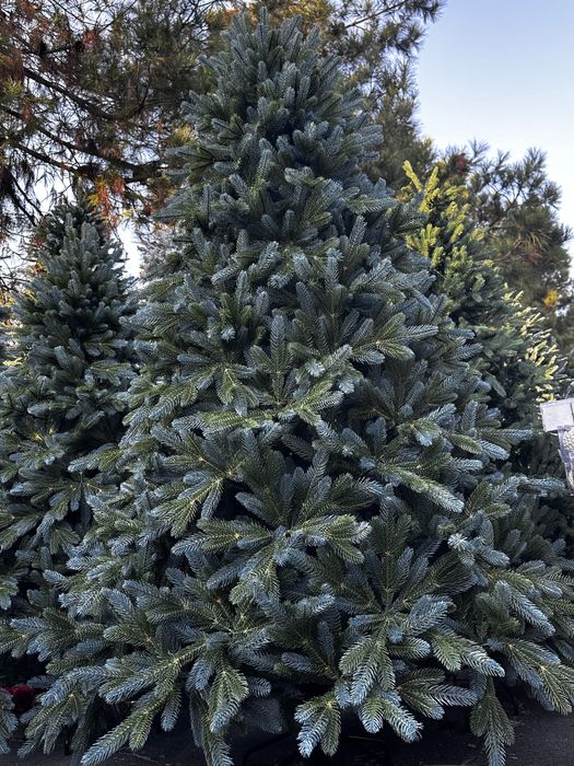 Ёлки ветки и гирлянди