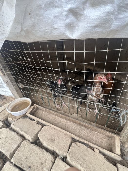 tovu brama uheyil  jojala