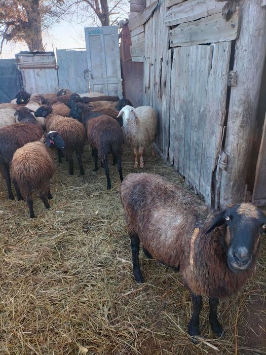 Продажа баранов 40голов