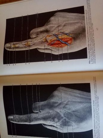 Цветен атлас "Релефная анатомия человека"
