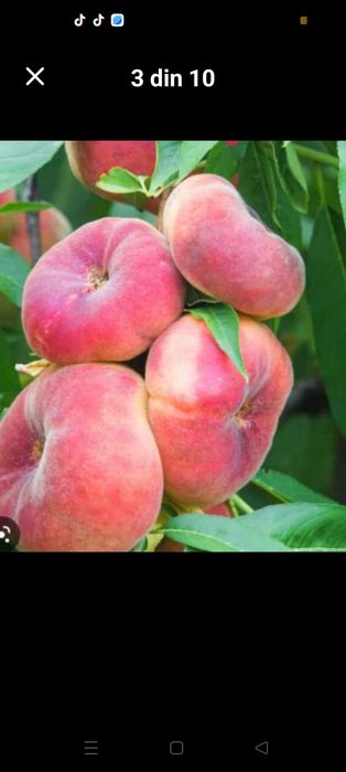 Pomi Fructiferi clasici și columnari