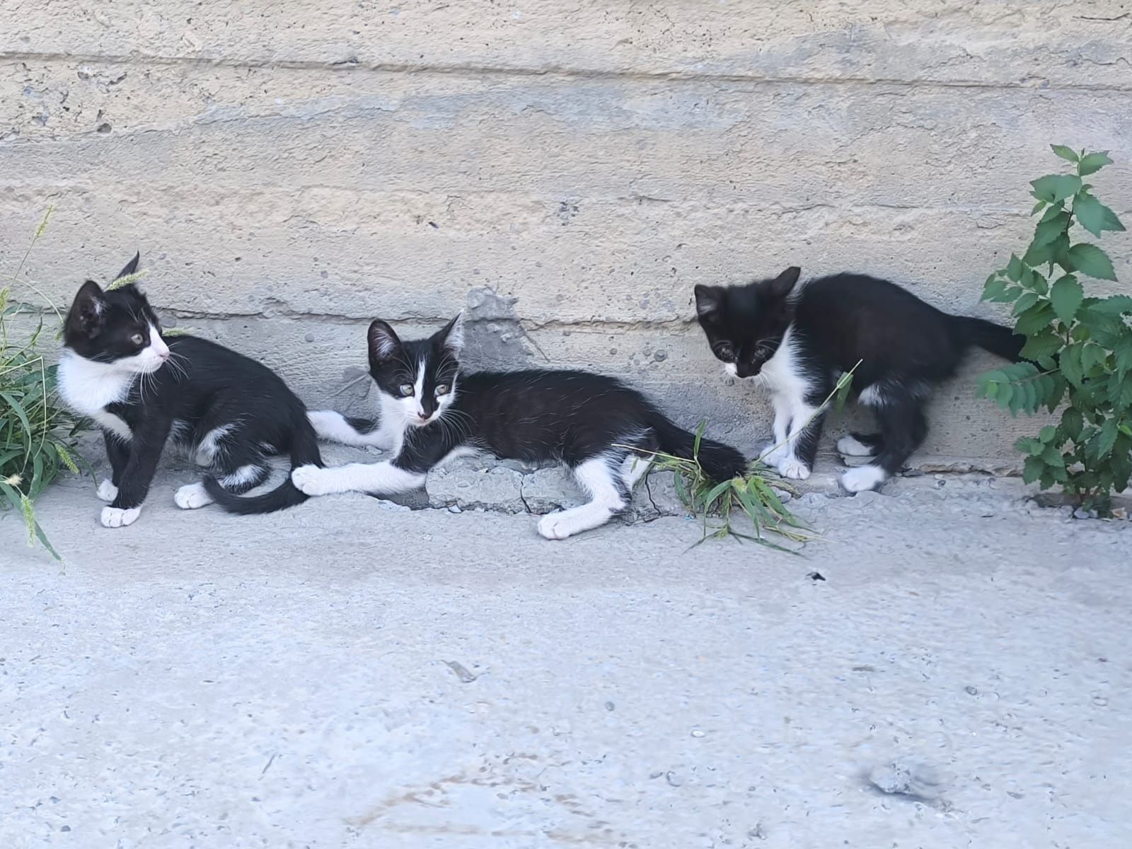 Отдам котят в добрые руки