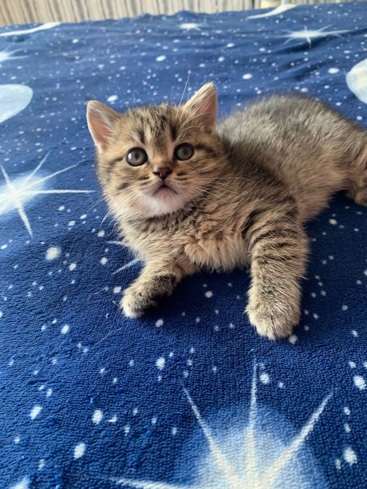 American shorthair puiut