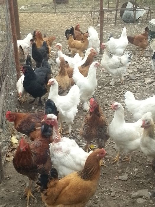 Găini de casă de vânzare