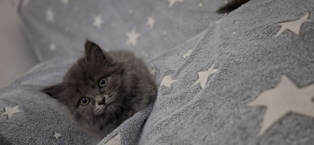 Пушистики британские