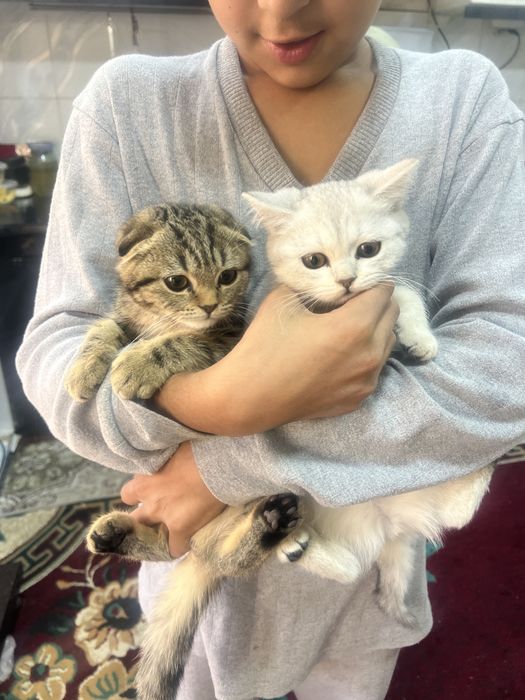 Продаются котята оба девочки