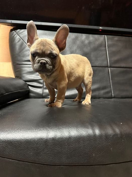 Bulldog francez blue fawn