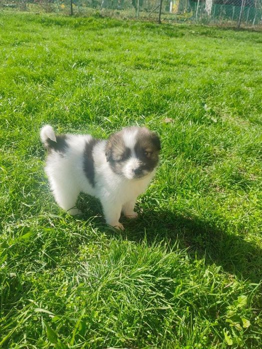 Продавам чистокръвни каракачанки