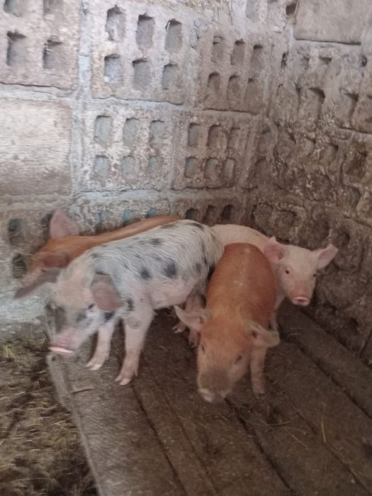 Vând purcei înțărcați