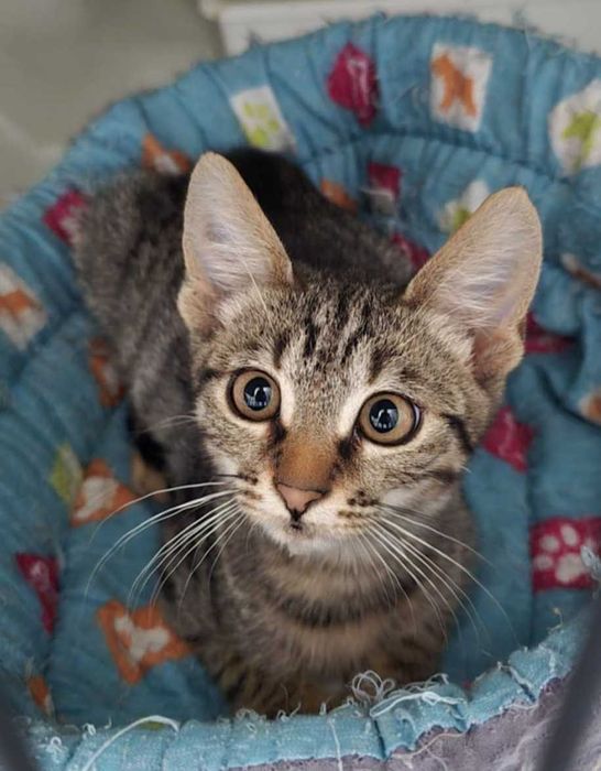 Cel mai blând și frumos pui de motănel pentru adopție